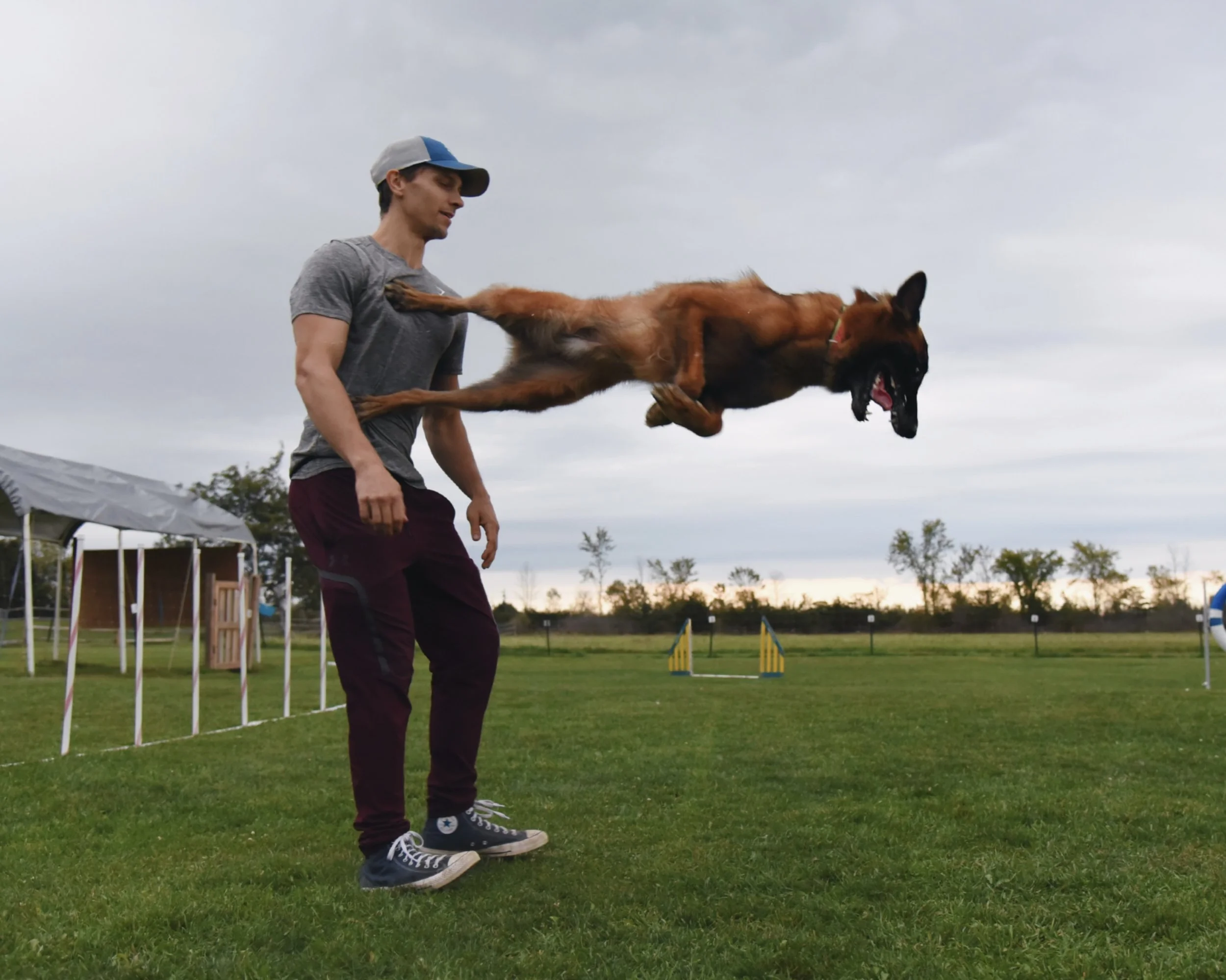 Malinois jumping off trainers chest