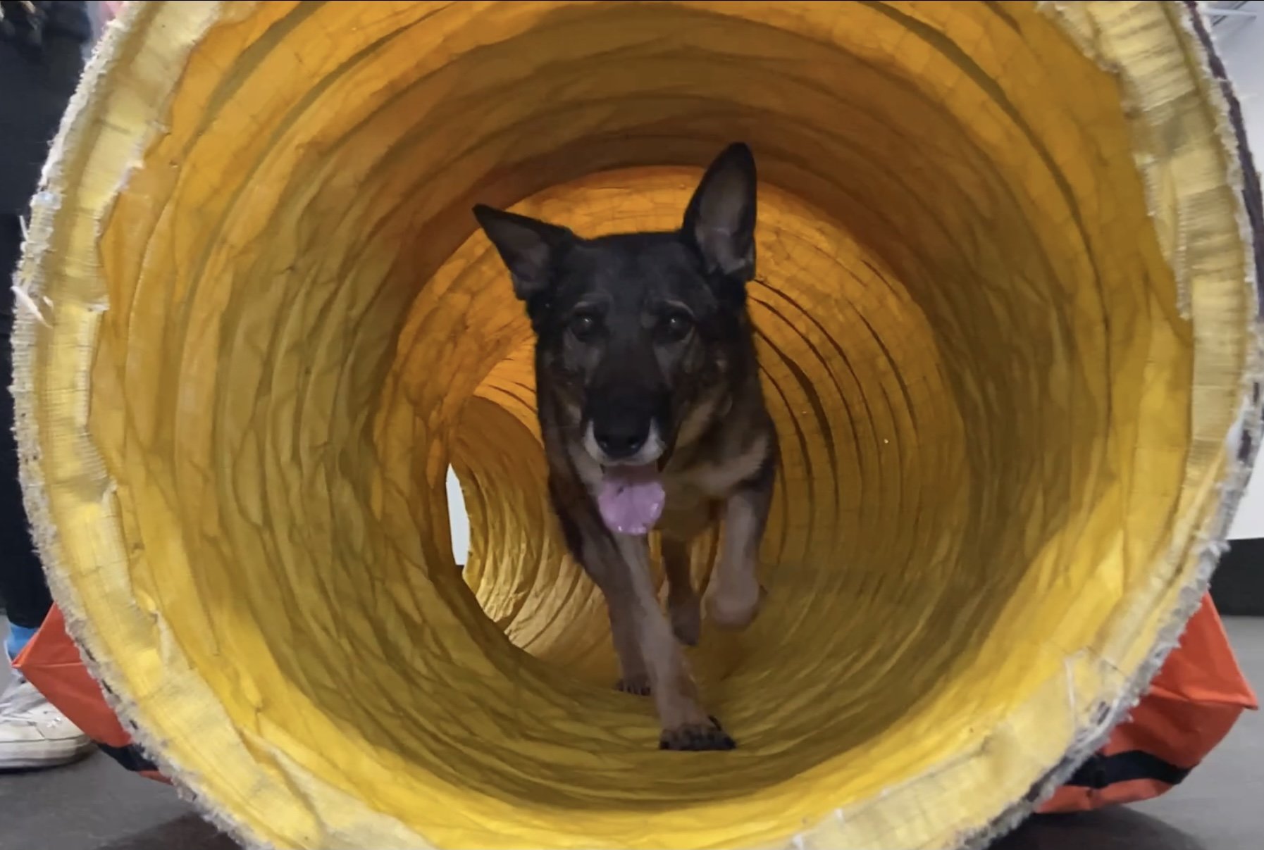 German Shepherd in agility tunnel