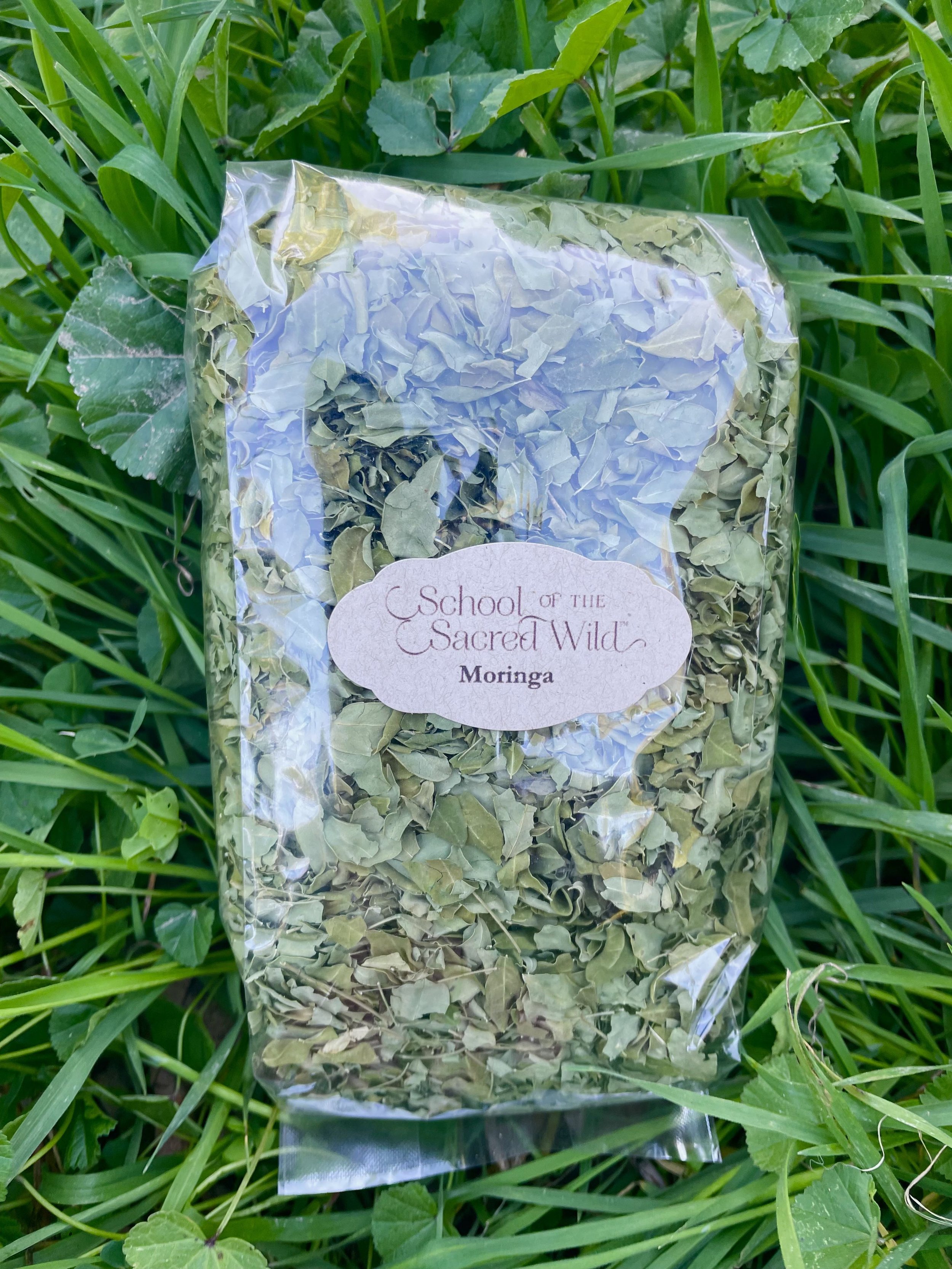 moringa.jpg