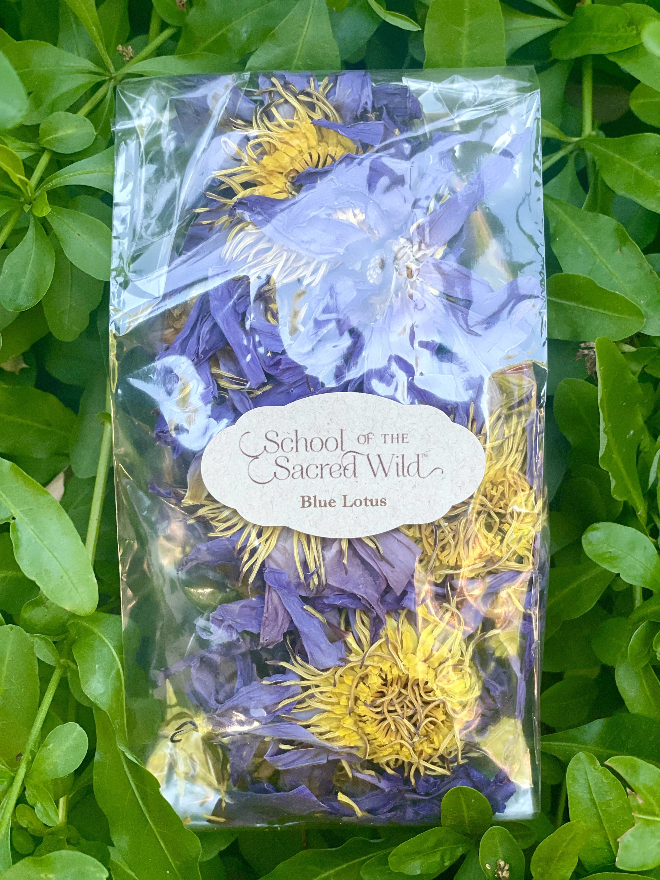Blue-lotus.jpg
