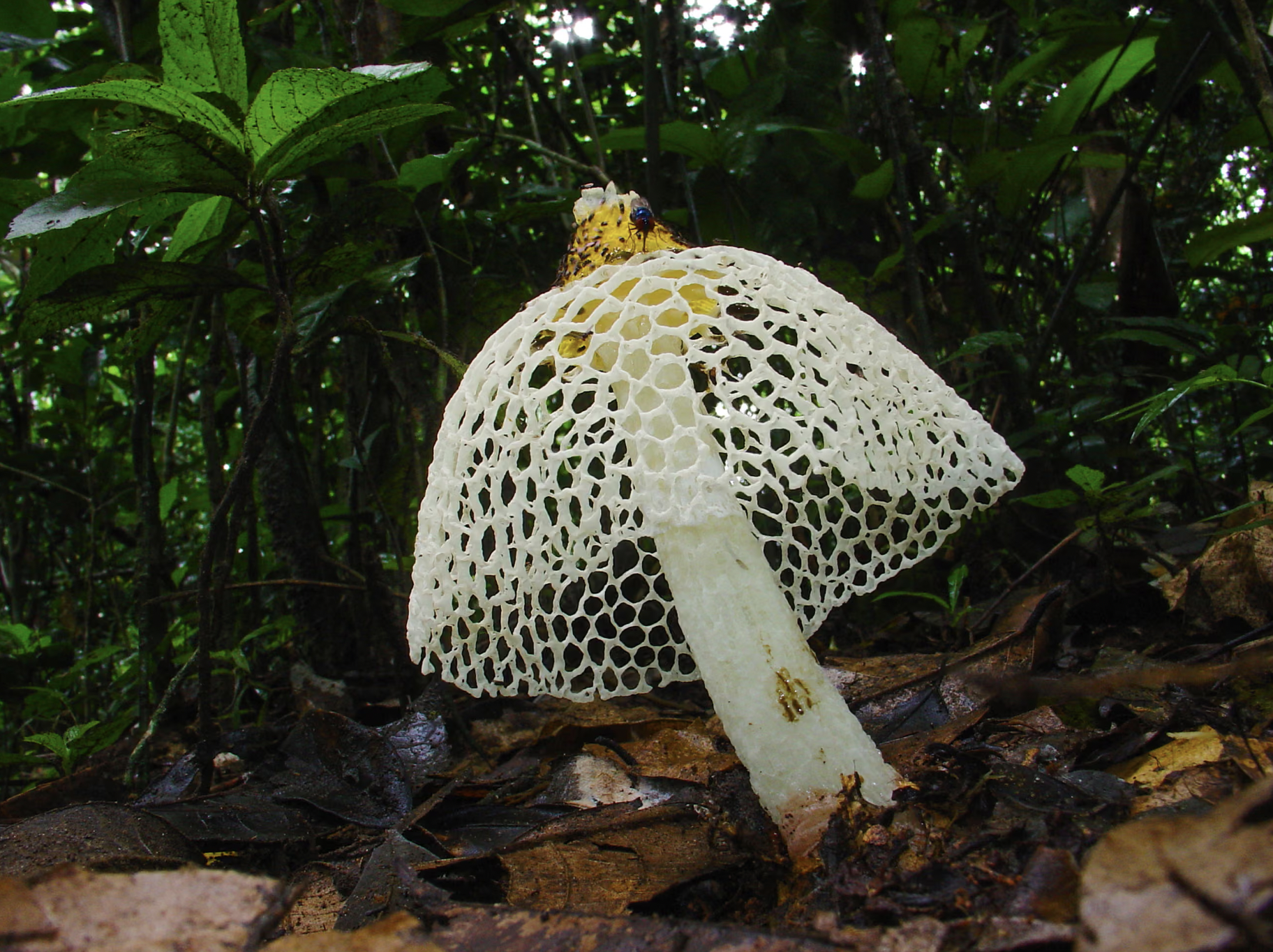 African mycology by Whitney Bauck
