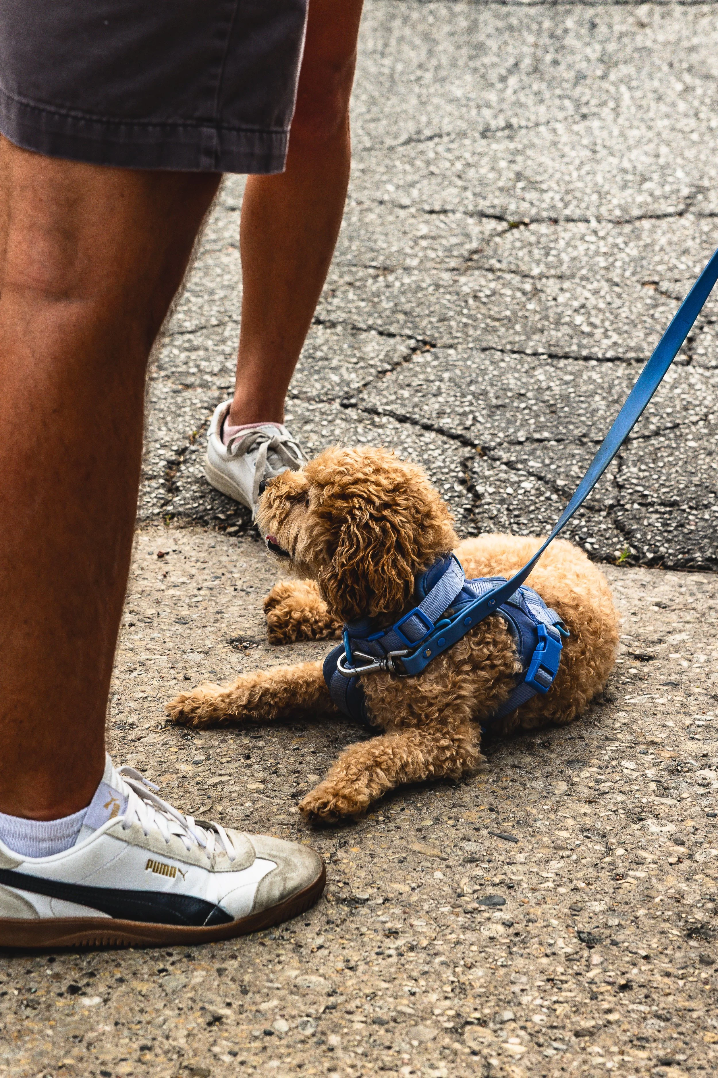 A small curly-haired dog wearing a blue harness, lying on the pavement next to a person's legs. The person is wearing shorts, white sneakers, and socks. The dog is on a leash.