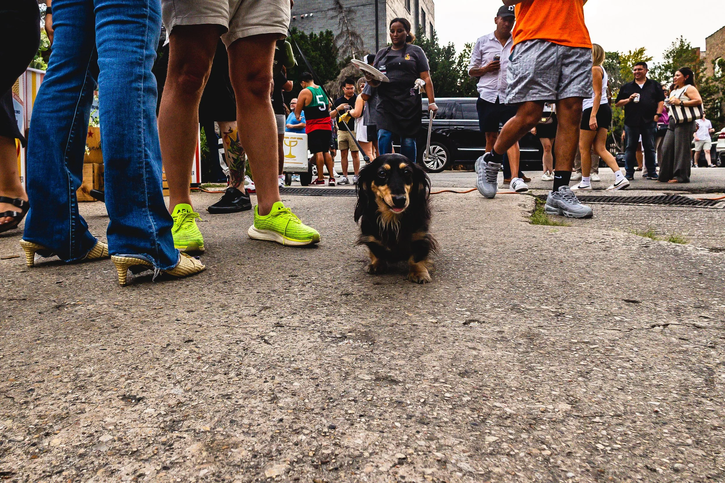 A small black and tan Dachshund walking on the street among a crowd of people during an outdoor event, with some people wearing colorful athletic shoes and casual clothes.