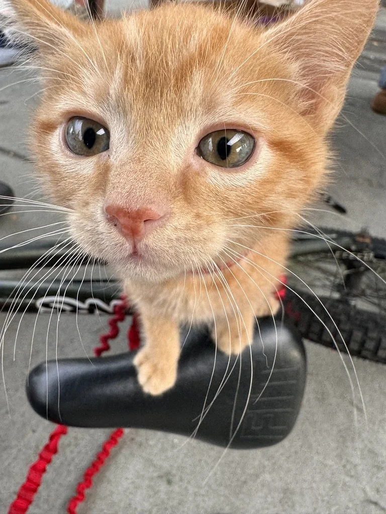 Orange kitten on a bicycle at the Everly Project
