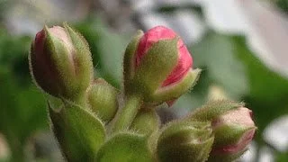 Birth (and life) after Cesarean