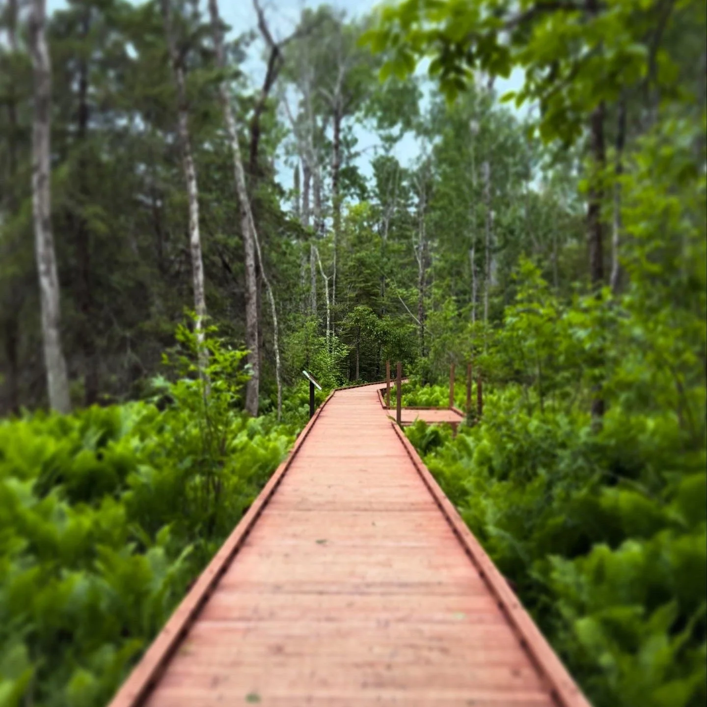 Not every path is ancient.
Some are placed&mdash;
board by board,
to carry us through places
too soft to stand on alone.
Still, the moss remembers.
Still, the forest breathes around it.
And we move forward,
not untouched&mdash;
but supported.