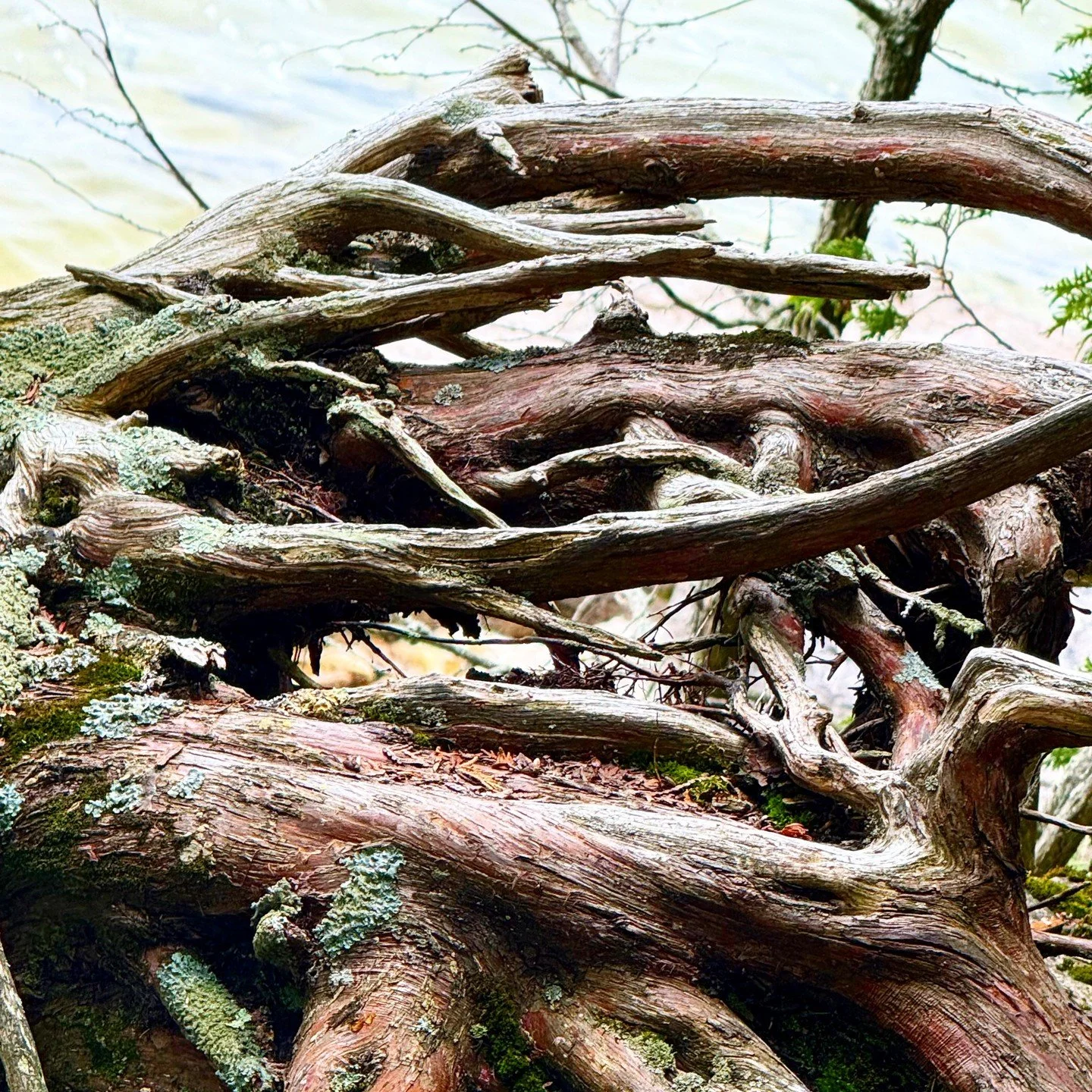 What appears chaotic
is often deeply intelligent.
Each curve and twist,
a response
to stone, to shadow,
to the quiet insistence of gravity.
Not control.
Just coherence.