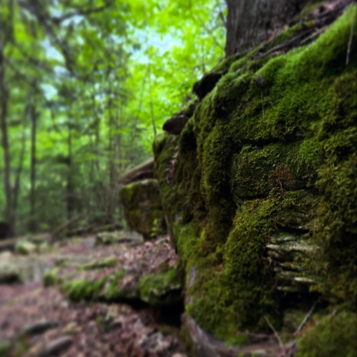 The ground keeps record.
Not in words&mdash;
but in water trails,
spore webs,
and the soft press of a foot that&rsquo;s long since left.
Nothing forgets.
Everything changes.