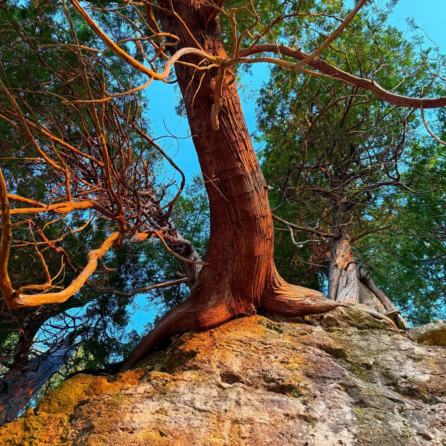 It grew out of the rock
without asking for permission&mdash;
only light,
and time.
Everything worth building
begins by listening
to what already holds.
#StudioEthos #SovereignSystems #PlaceFirst