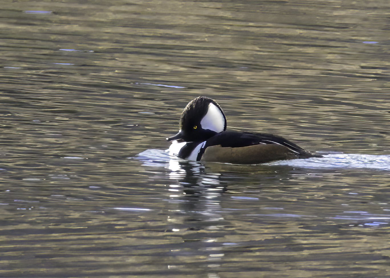 Open water…