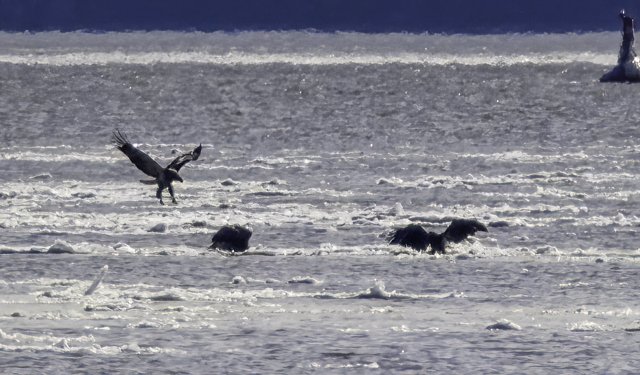 Wintering eagles