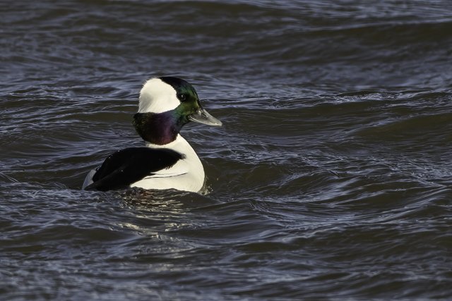 More Wintering Waterfowl