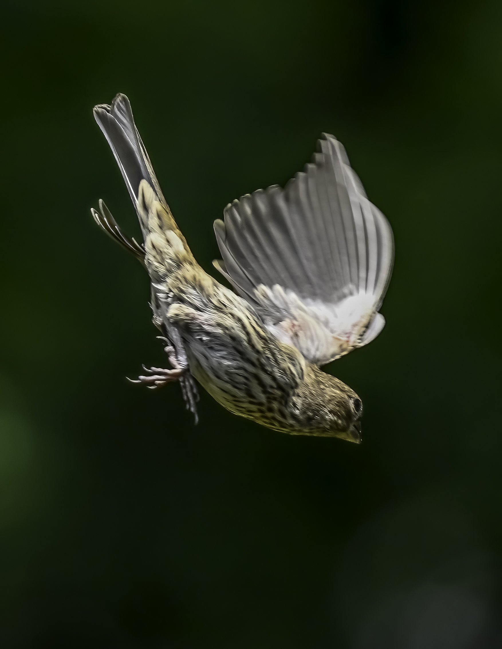 Bird Behavior