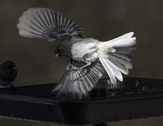 Birds in Flight