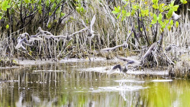 Merritt Island NWR