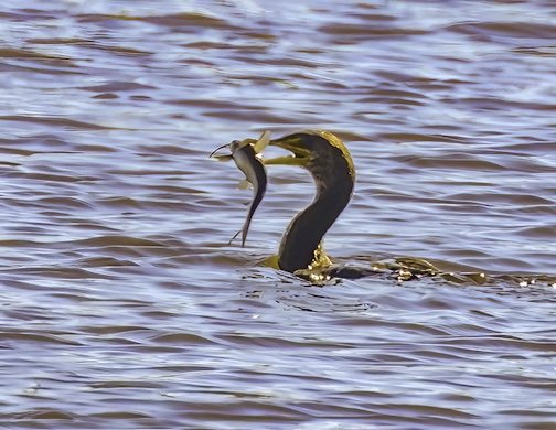 Anhingas and Cormorants