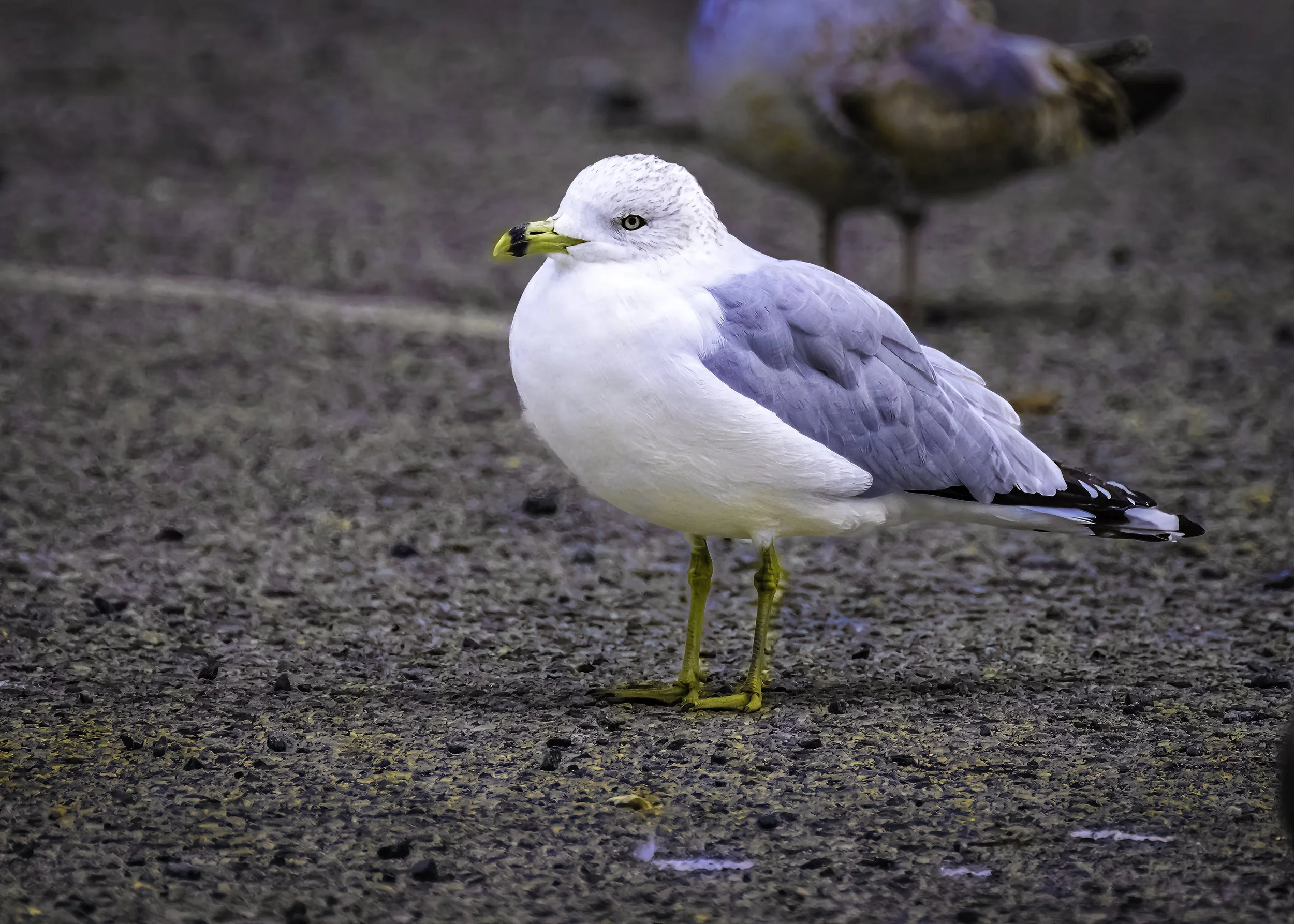Gulls at the Waterfront