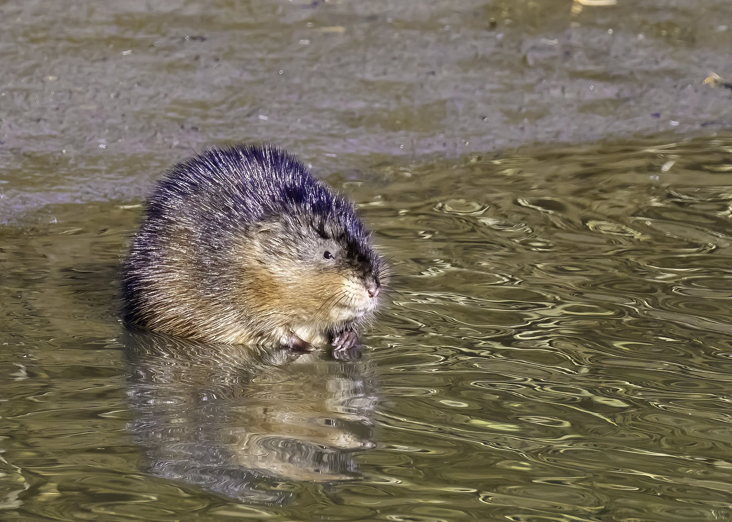 Muskrat Scramble
