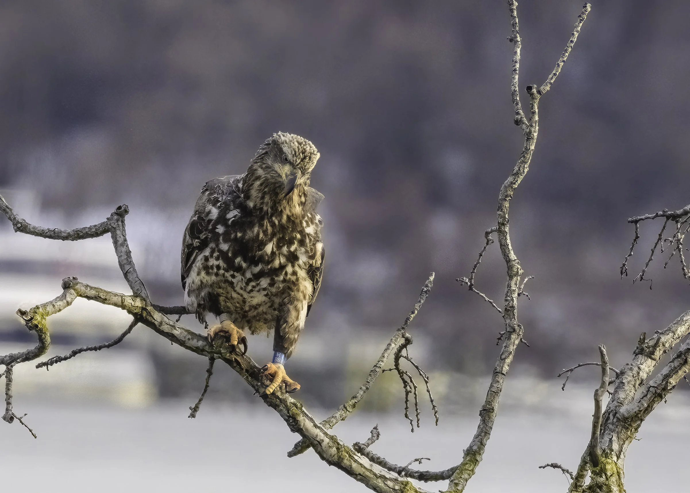 The “Wolf Moon” and more…