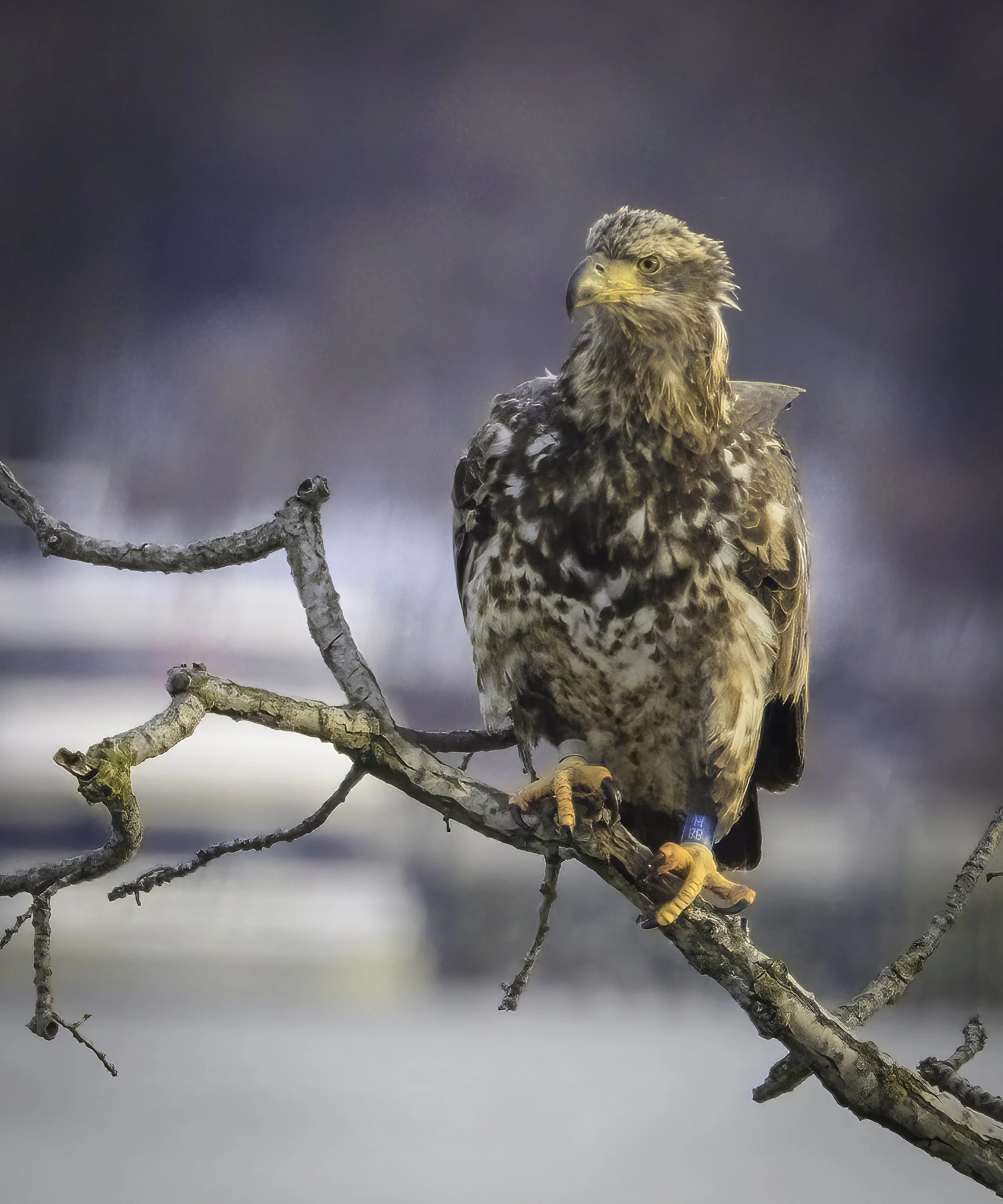 More on our little eagle…