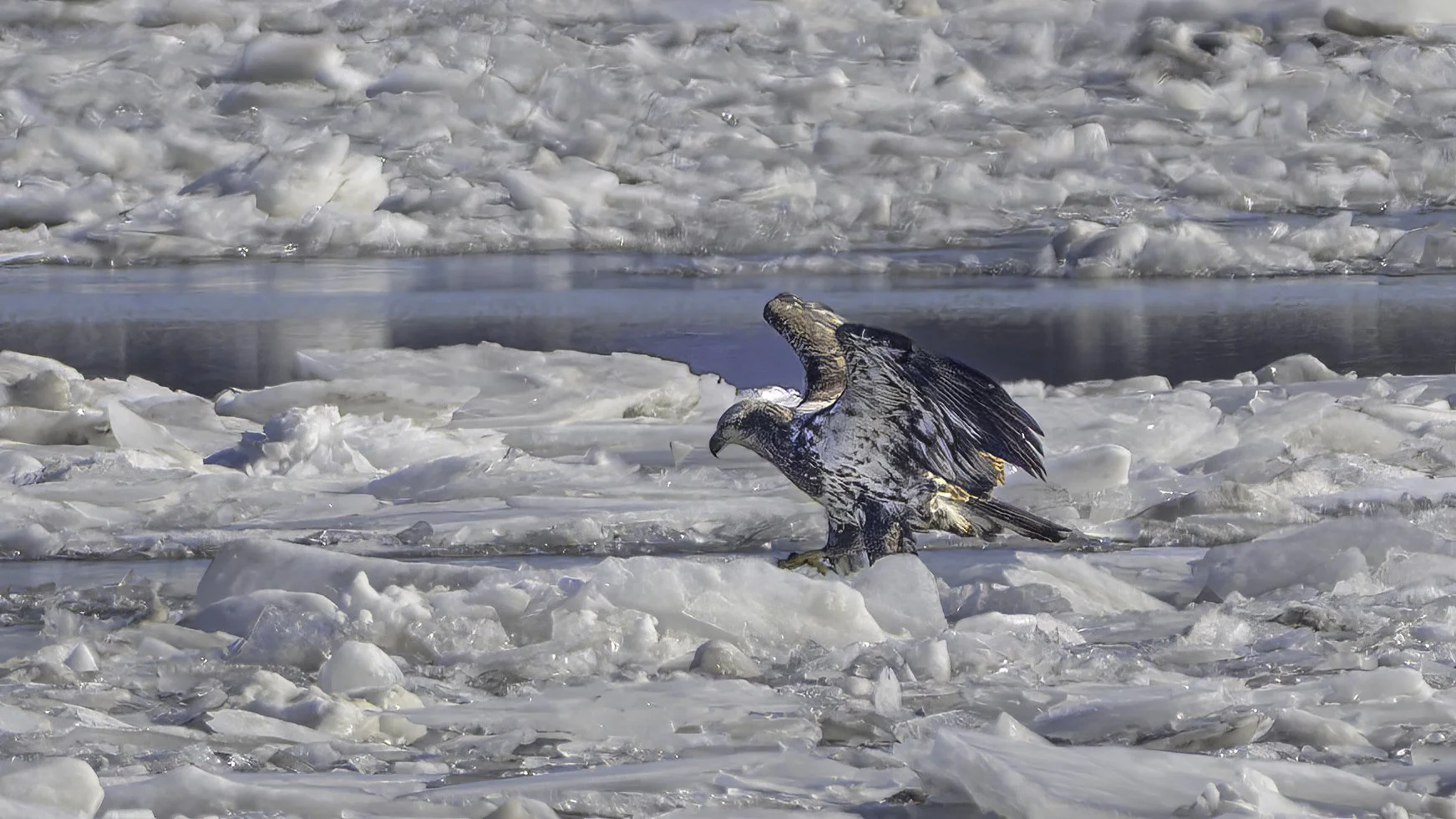 Eagles on ice…
