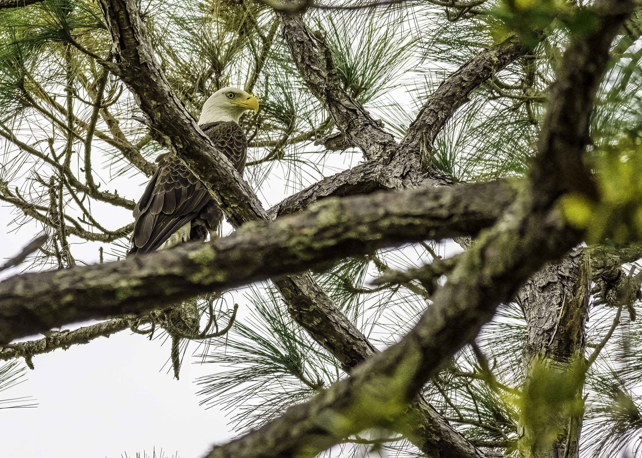 Eagle nest update….