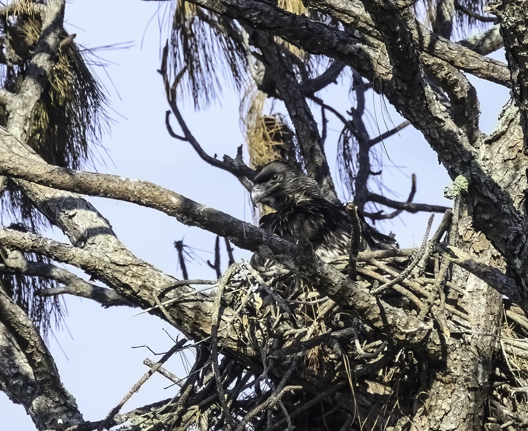 A quick eagle update…