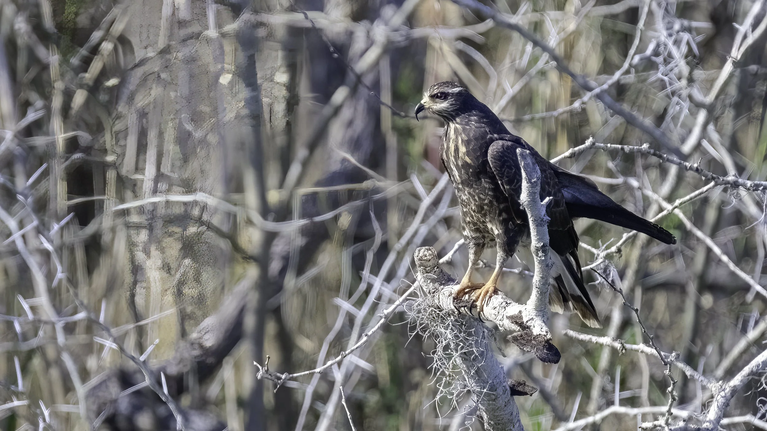 A Day on the St. John’s River