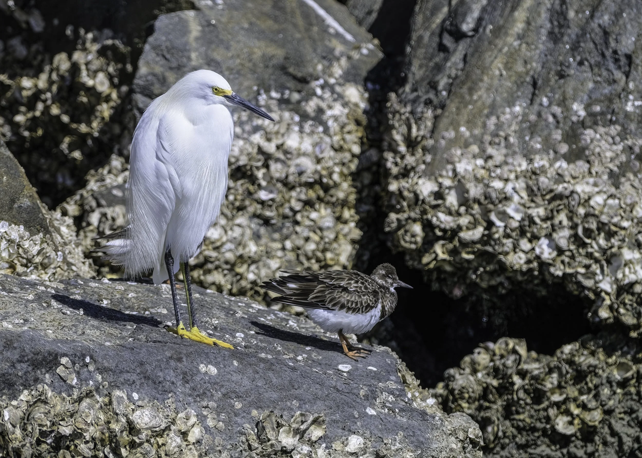 Great Backyard Bird Count -I