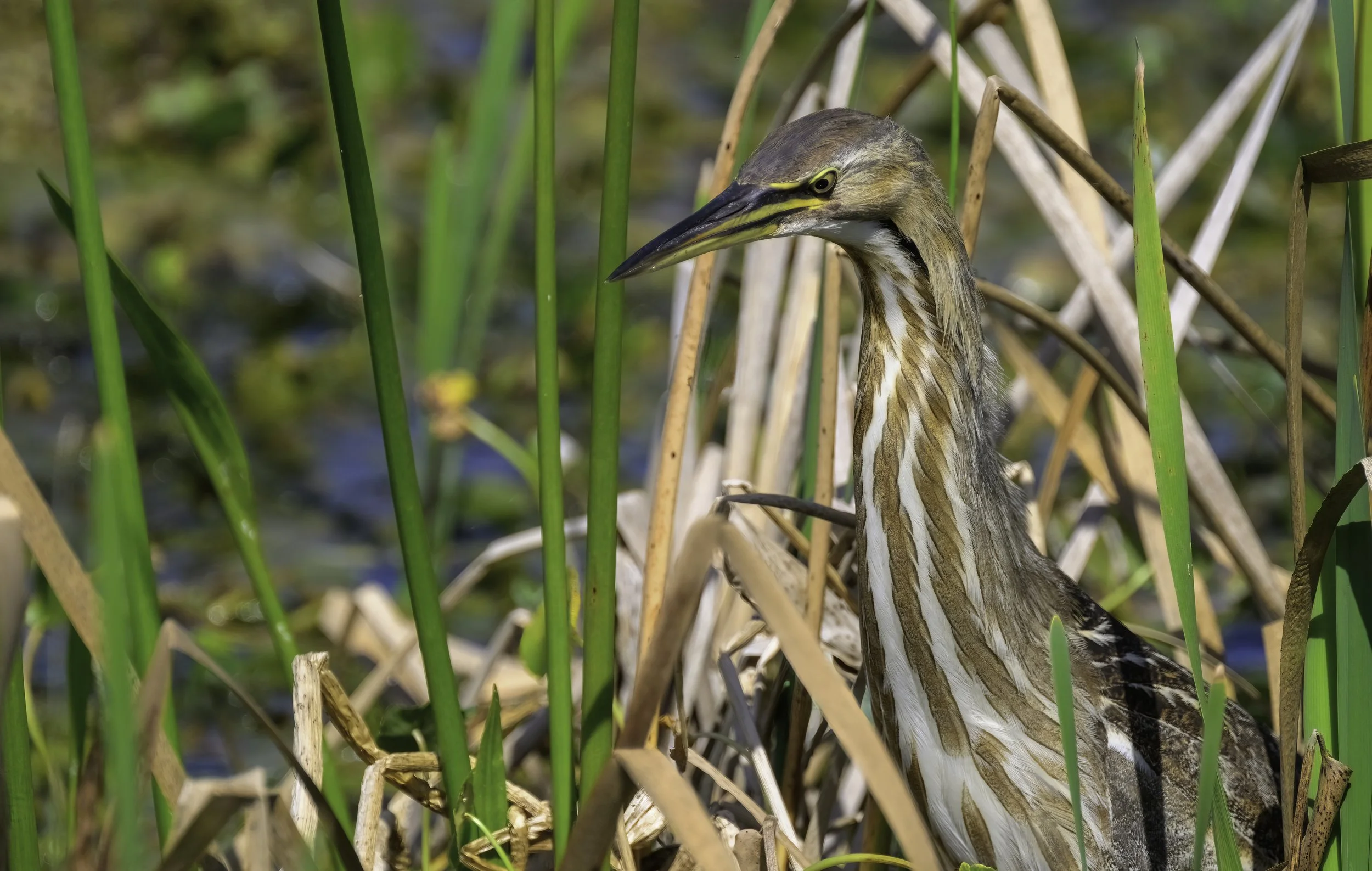 Orlando Wetlands