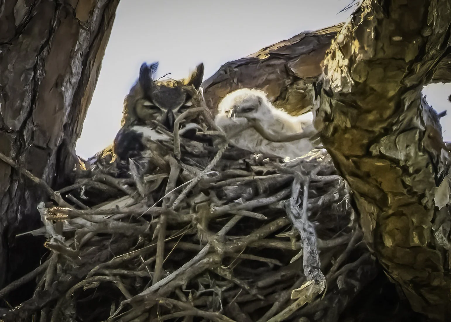 Eagle Nest Update