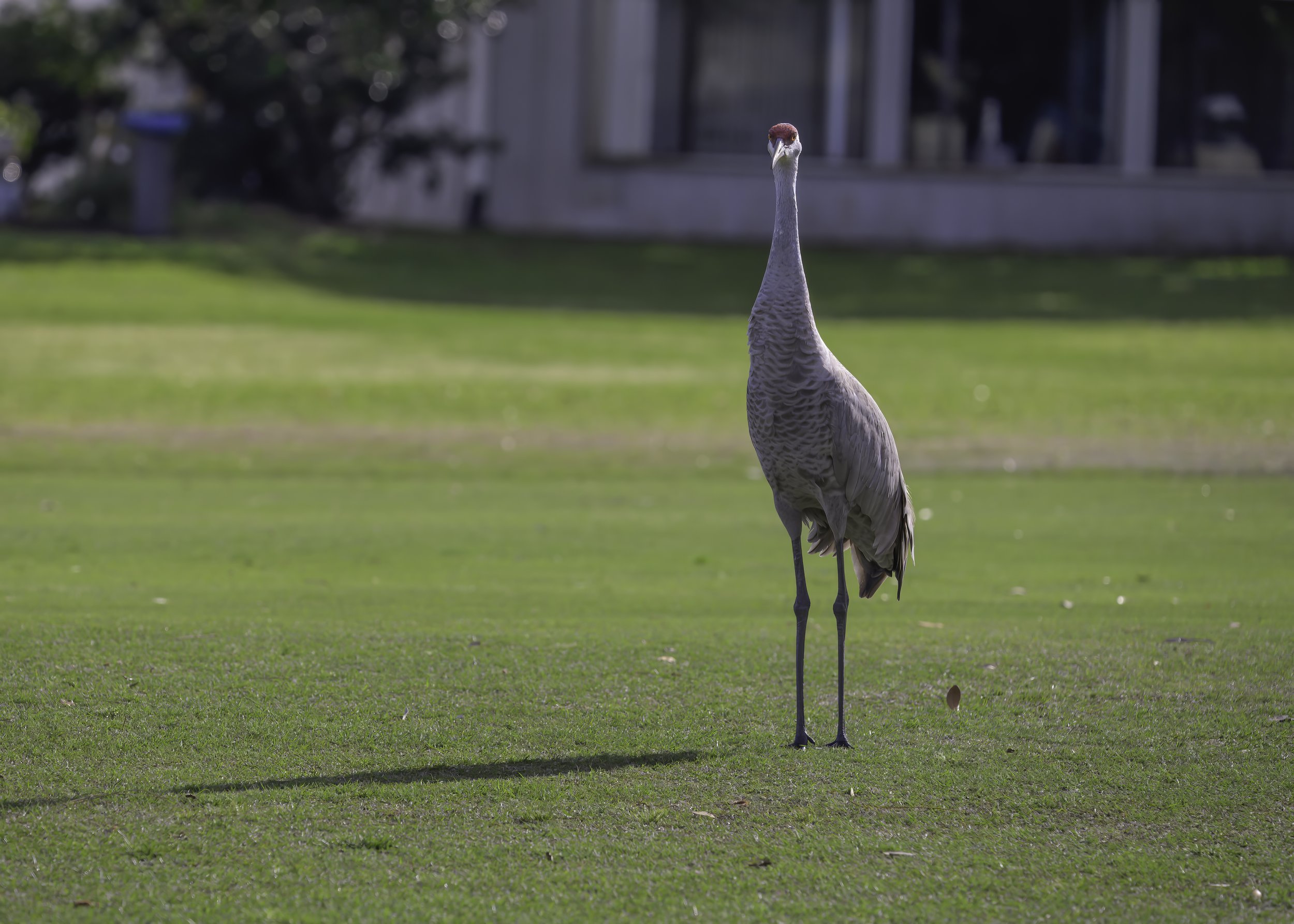 Birdies and Eagles….