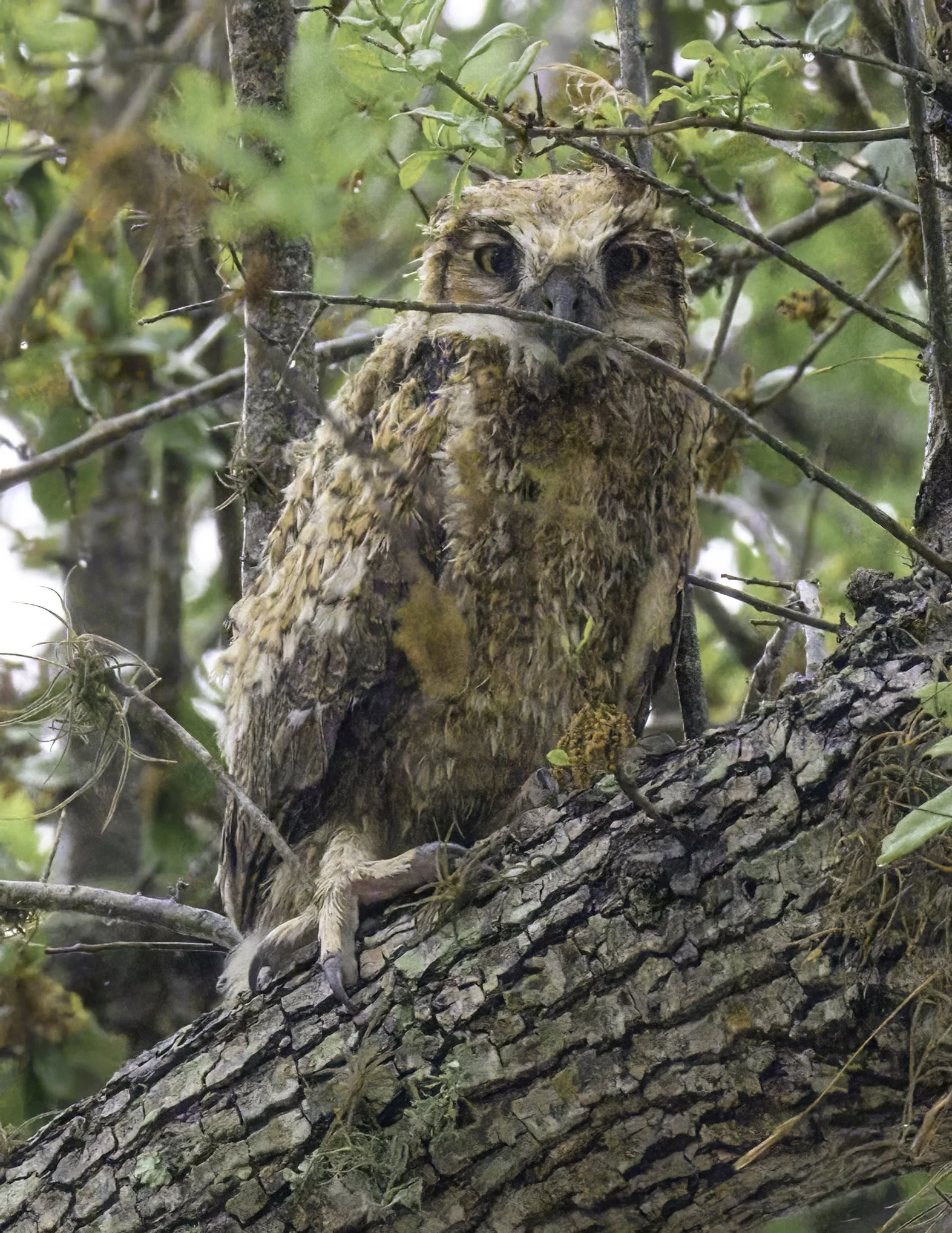 Rainy day birding