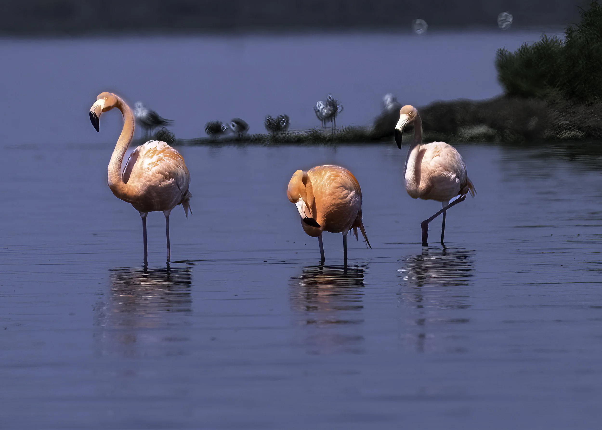 Return of the Flamingos