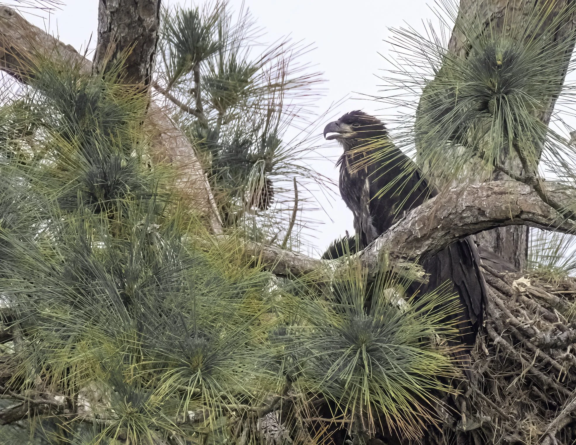 Final eagle observations