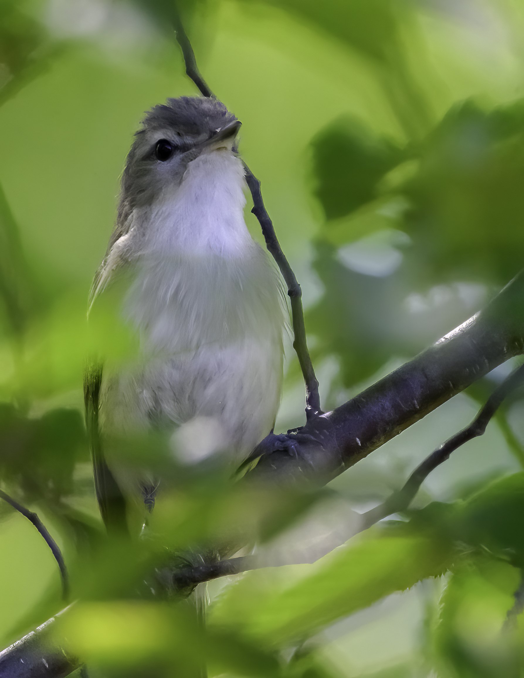 Early May Migrants