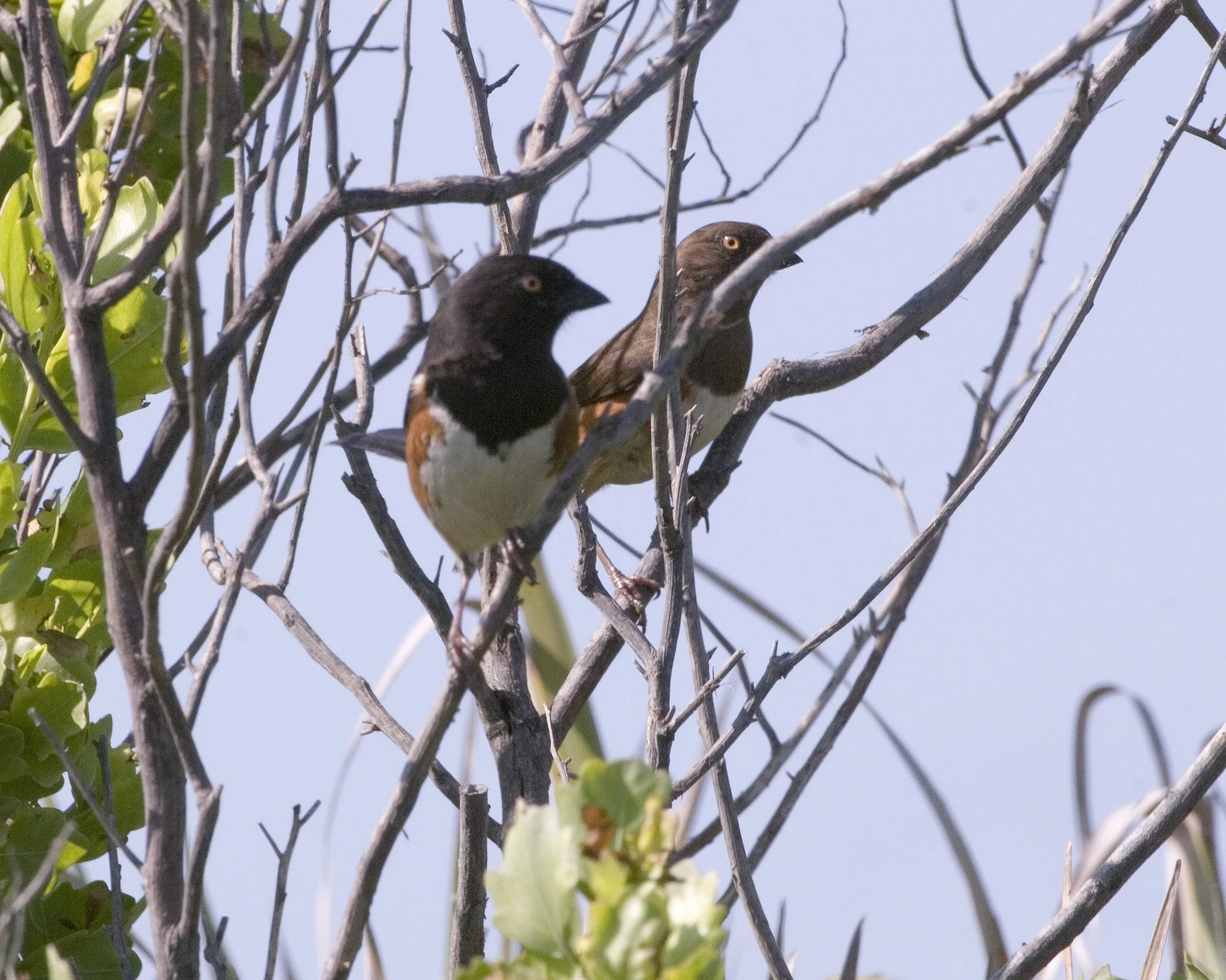 Sexual Dimorphism