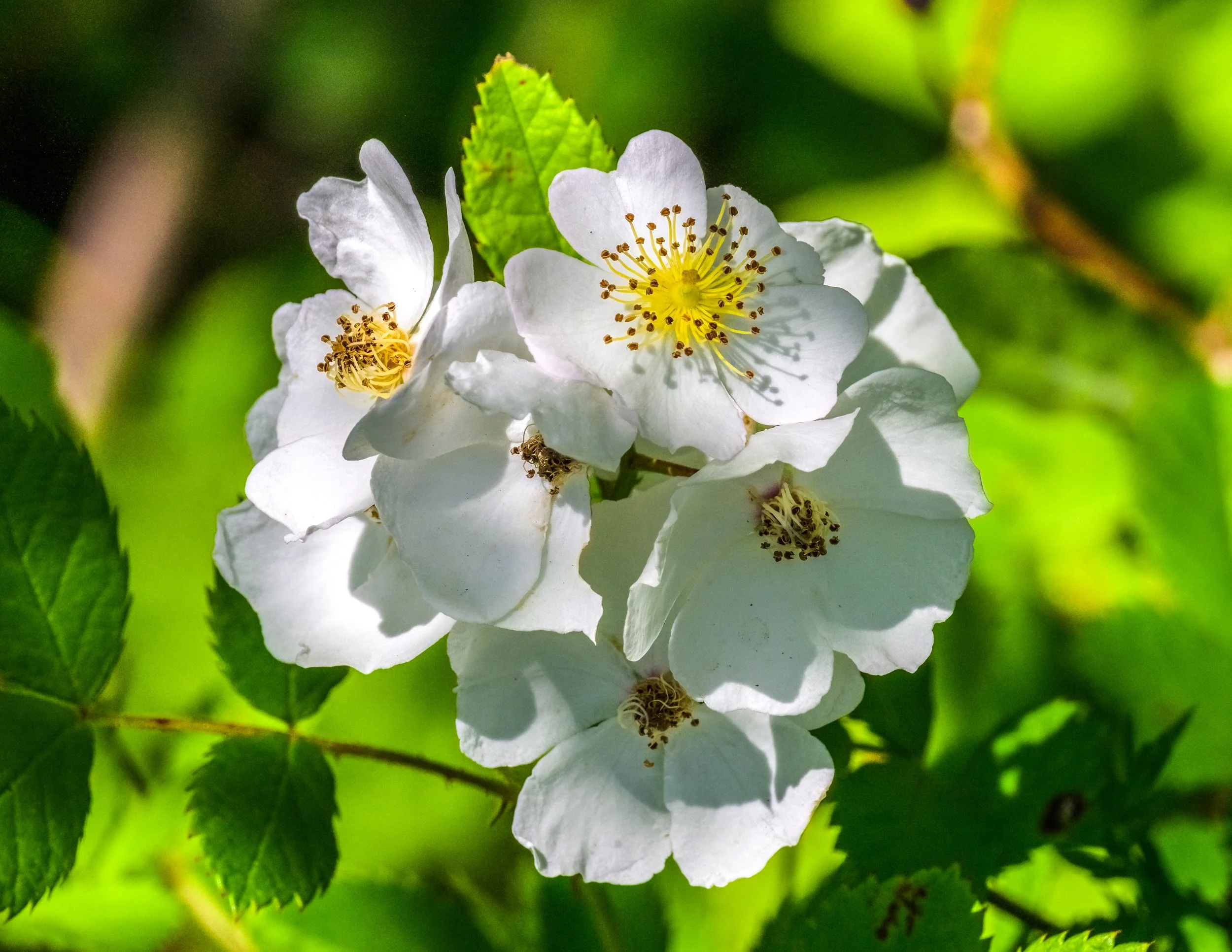 Signs of Summer