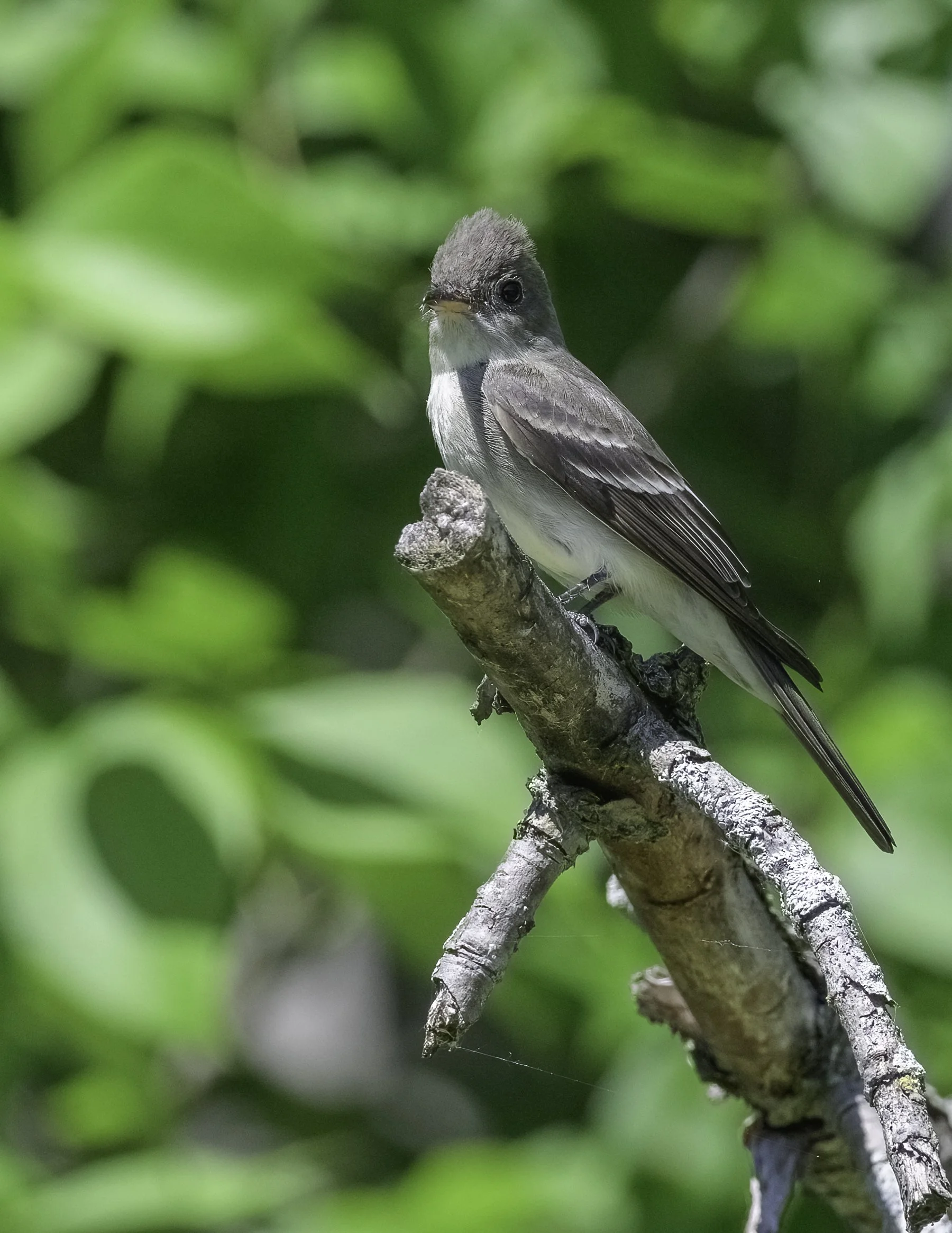 A couple more Flycatchers
