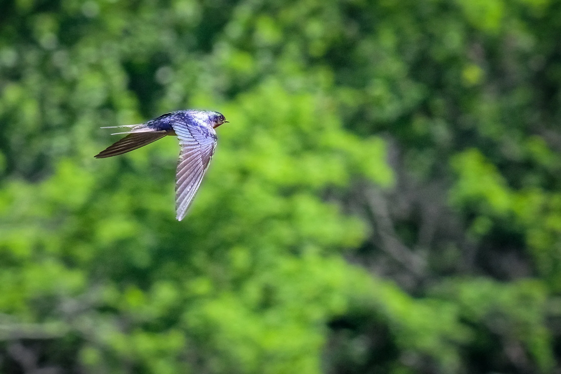 Barn swallow success