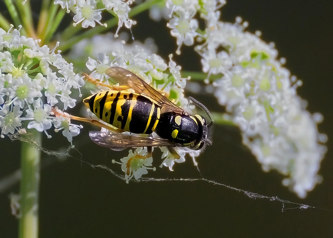 The Bees are Back