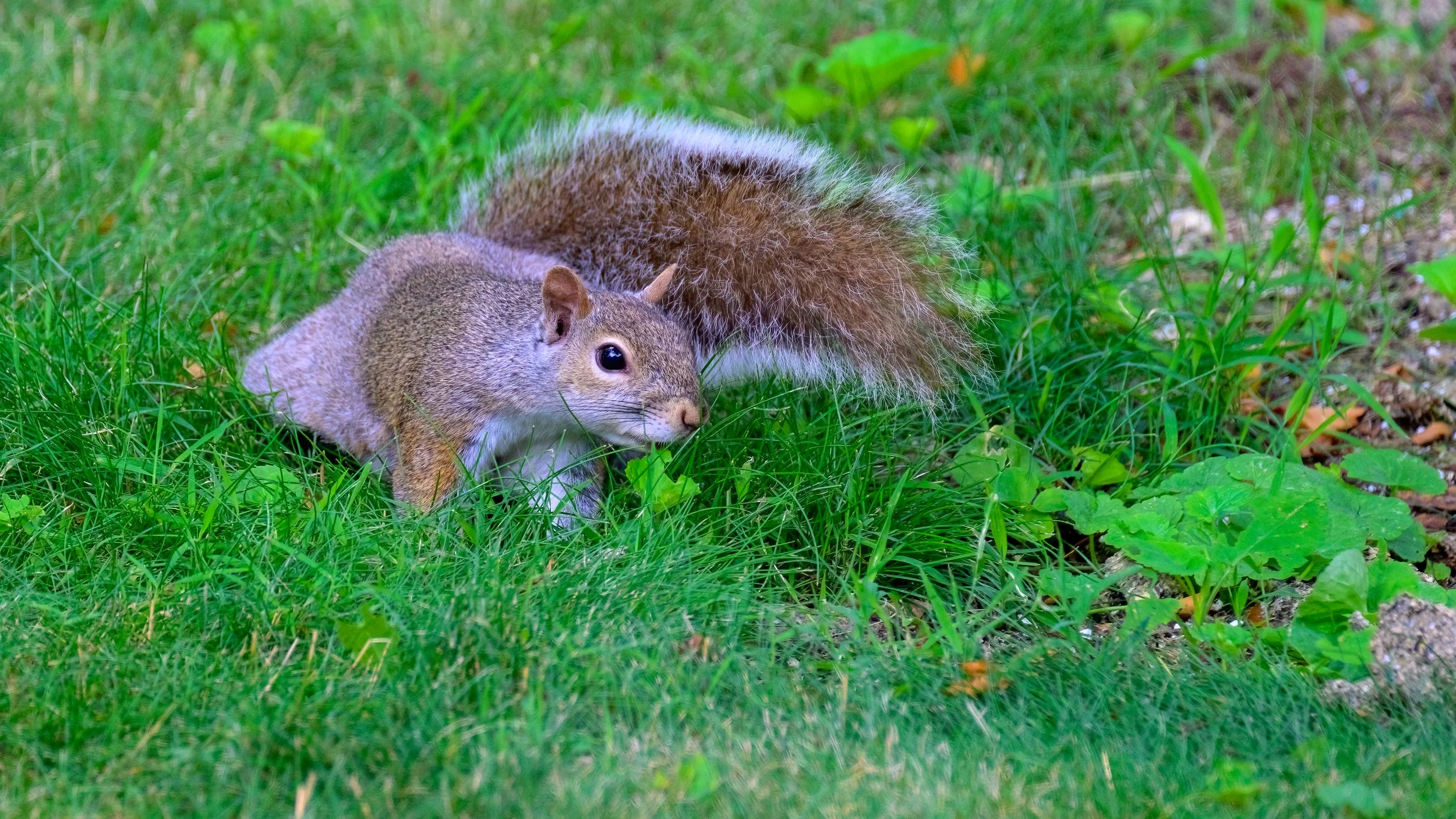 Backyard Biodiversity-Mammals