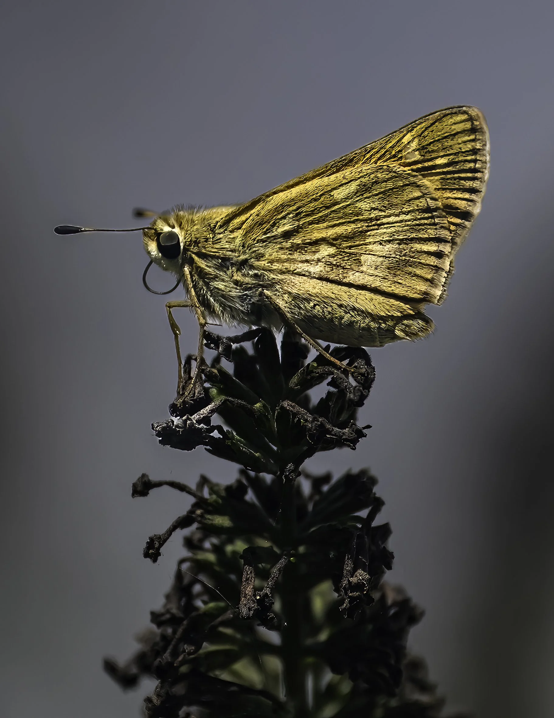 Backyard Biodiversity- Butterflies