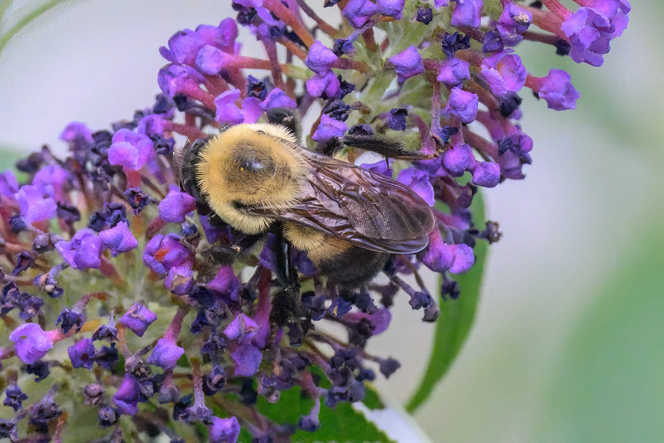 Backyard Biodiversity III -          Bees and wasps and flies