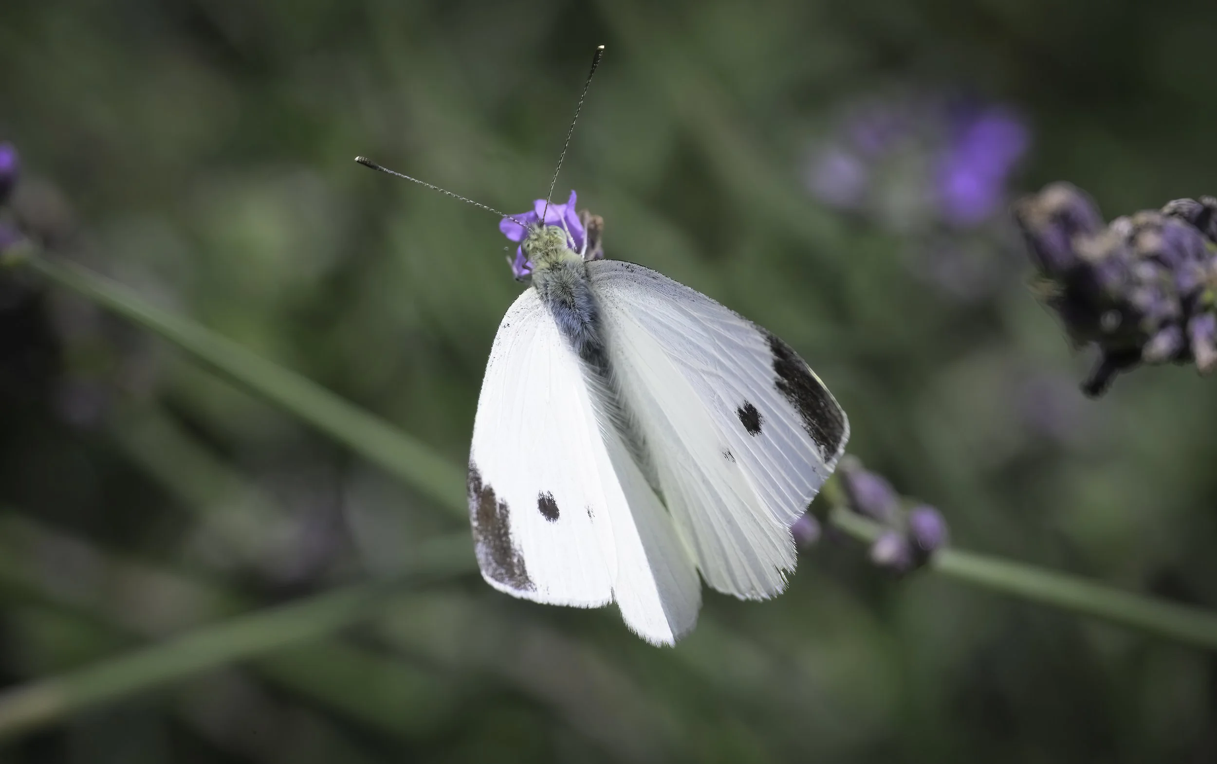 Physics of pollination