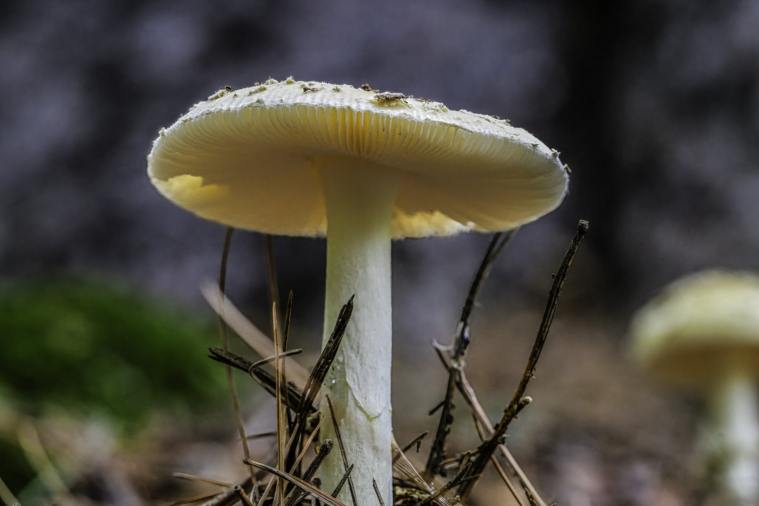 Denizens of the Forest Floor