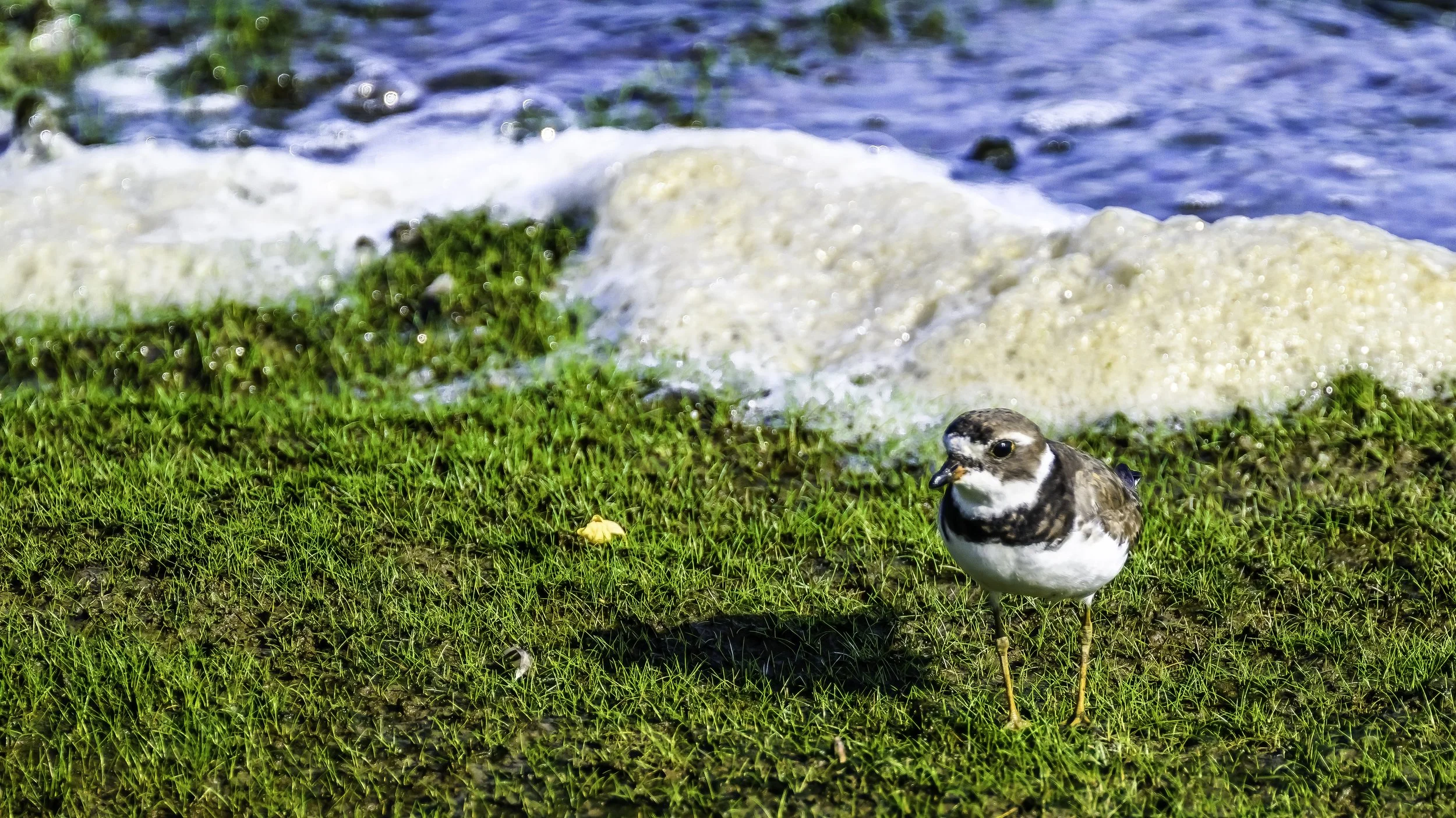 Fall migrants