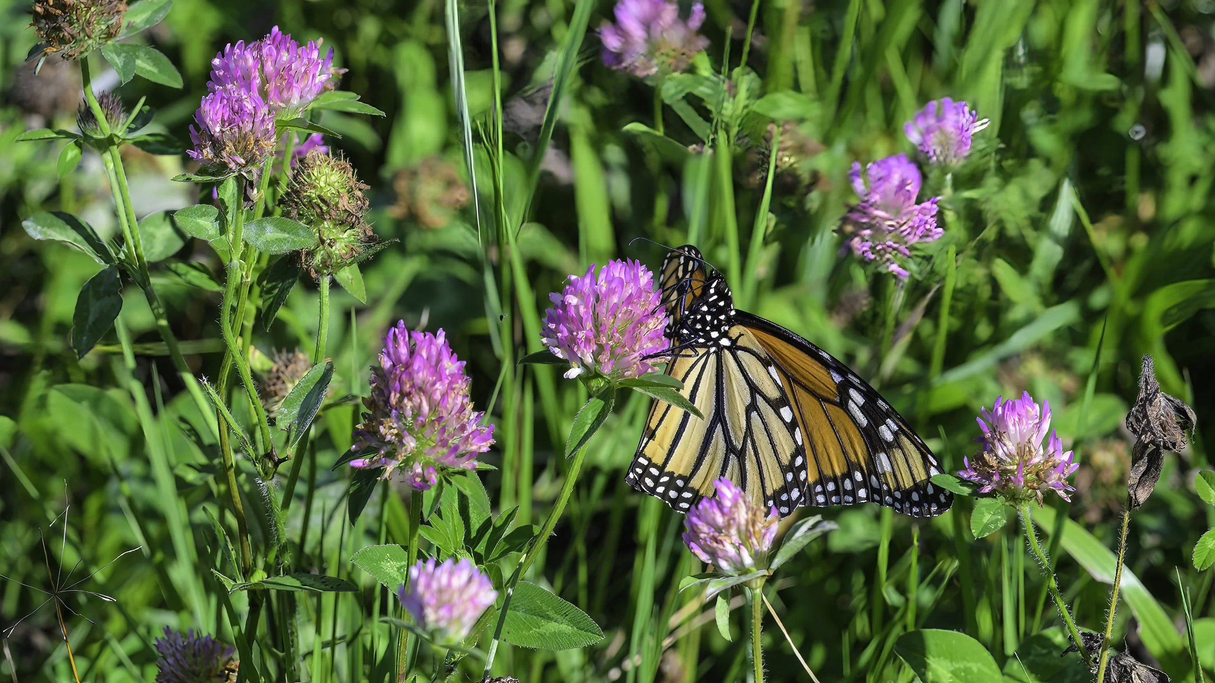 Cedar Pond Meadows - I