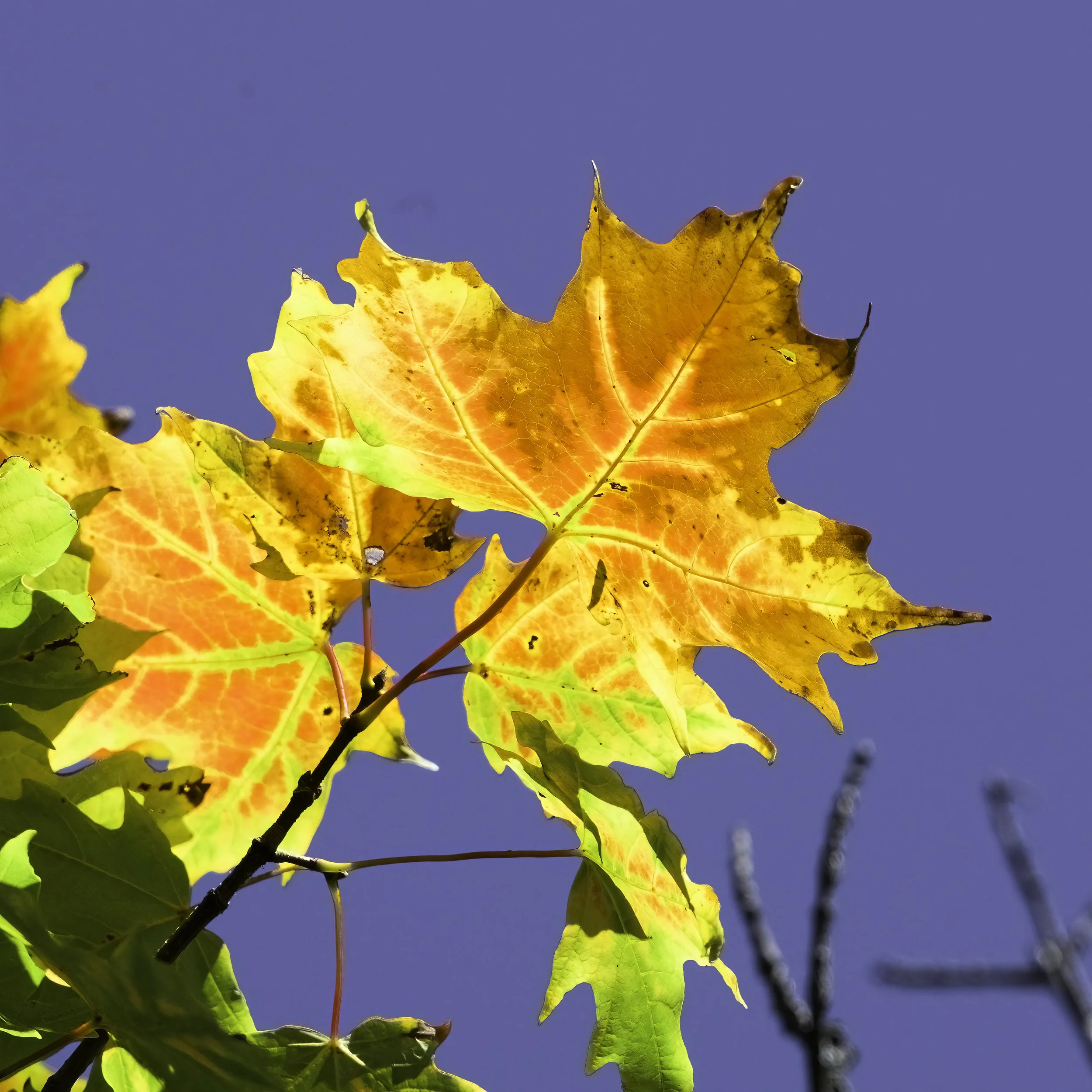 Final Days of Summer