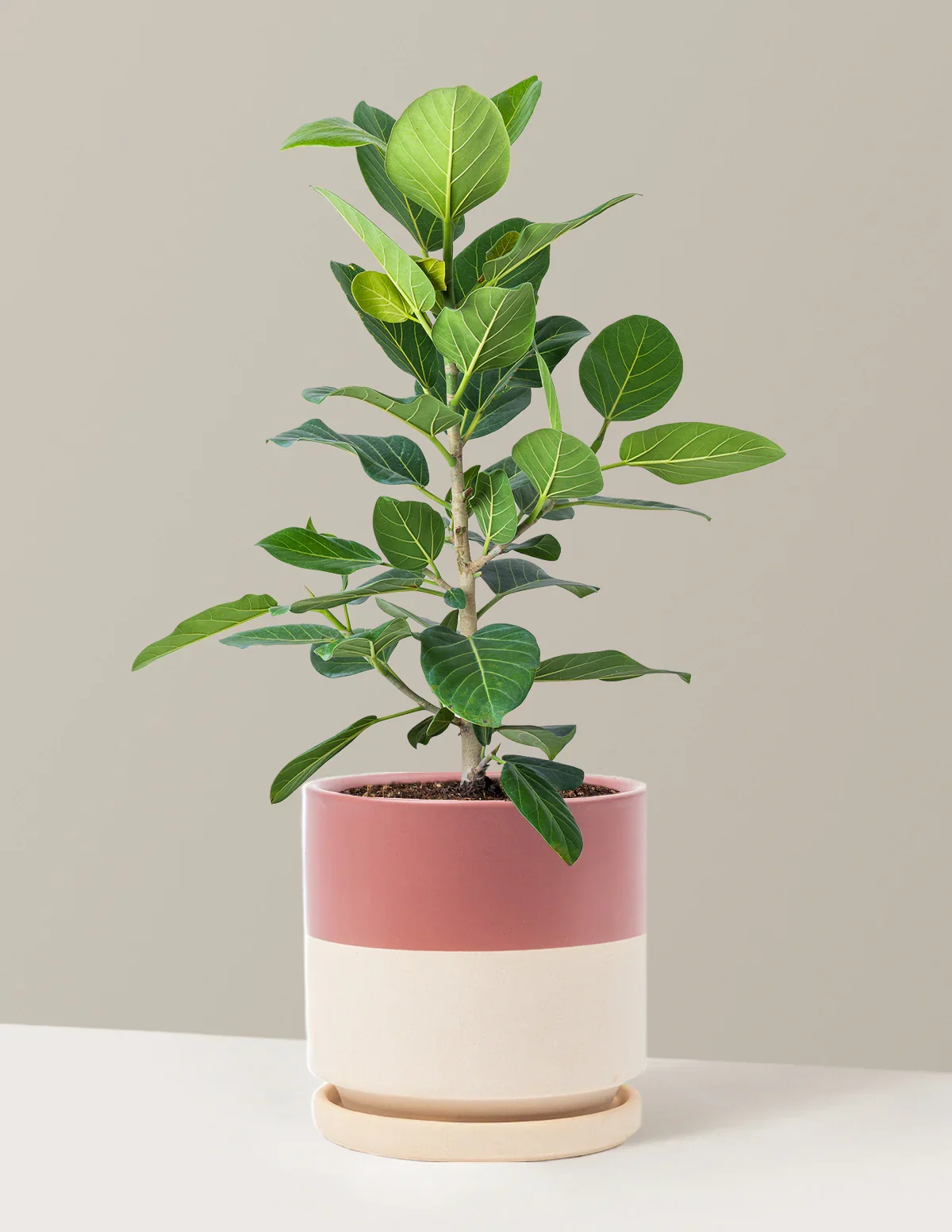 Ficus Audrey Bush